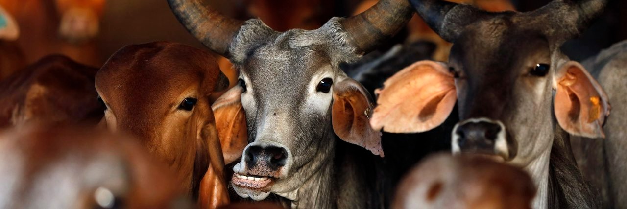 क्या गाय के नाम पर मुसलमानों के प्रति हेट क्राइम ‘नये भारत’ का ही तथ्य है?